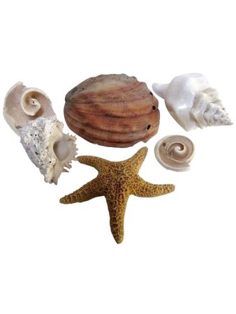 seashells 7