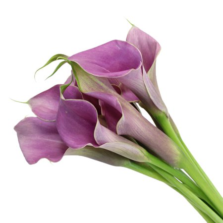 Lavender Gem Mini Calla Lily | FiftyFlowers.com