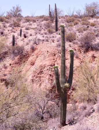 cactus desert location