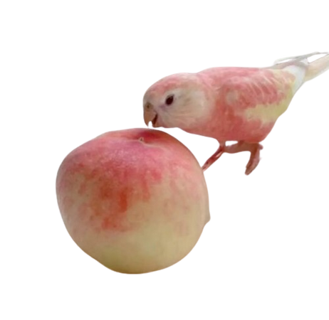 peach bird
