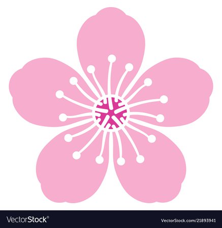 Cherry blossom flower Royalty Free Vector Image