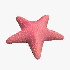 pink star fish - Google Search
