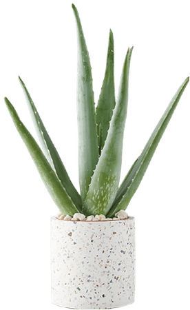Aloe Plant, Terrazzo Pot | Decorist