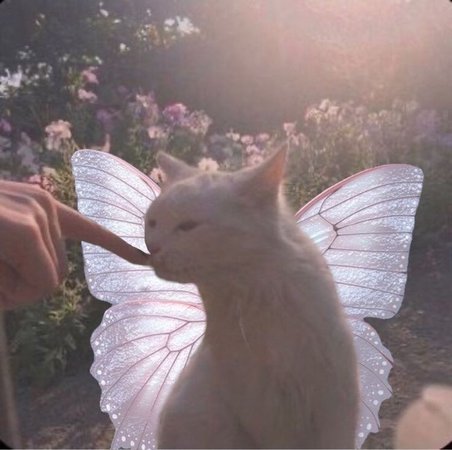 fairy kitty