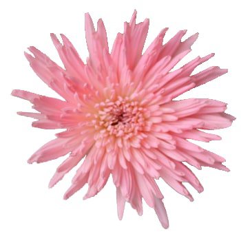 Light Pink Spider Mums | Pink Flowers | Pink Mums | Whole Blossoms