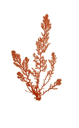 sea plant