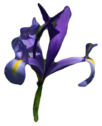 Iris Xiphium