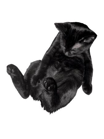 black cat kitten bobtail funny witchy witch goth
