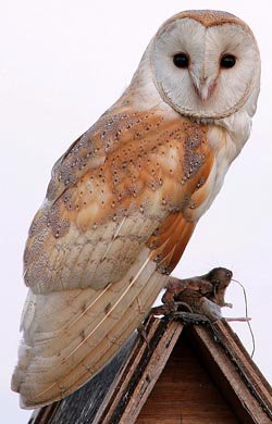 Tytonidae - Barn Owls & Grass Owls - Bird Watching,Resources for Bird Watching by the Fat Birder