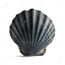 black seashell - Google Search