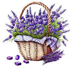 purple flowers  -  bike