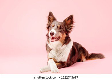 Dog pink background: Bilder, Stockfotos und Vektorgrafiken | Shutterstock