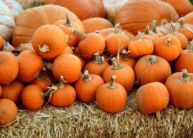 The Pumpkin Patch background
