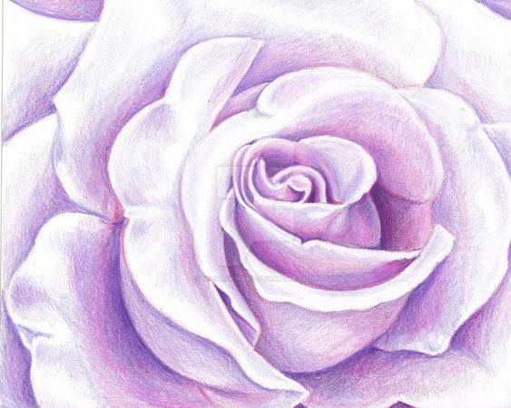 lavender rose - Google Search