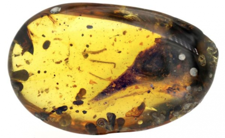 dinosaur amber fossils