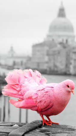 pink dove