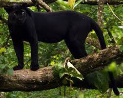 panther - Google Search