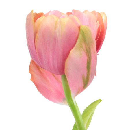 Peony Tulips Bicolor Salmon Pink | FiftyFlowers.com