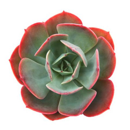 mint and red succulents - Google Search
