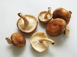 shiitake mushroom - Αναζήτηση Google