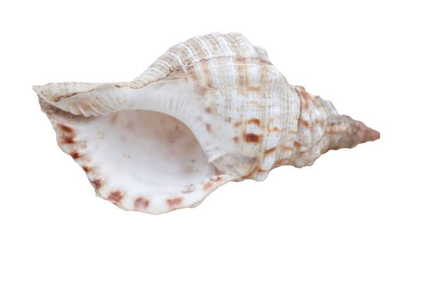 Seashell Stock Pictures, Royalty-free Photos & Images