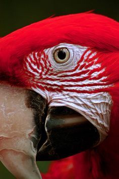 parrot bird