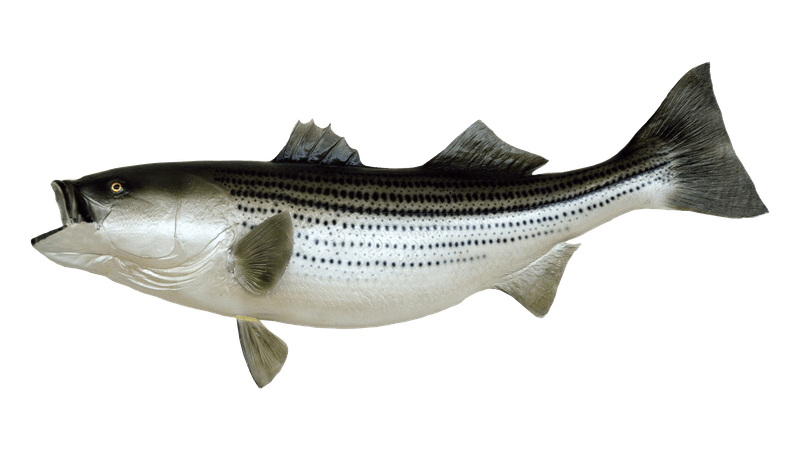 transparent background fishing rod png - Google Search