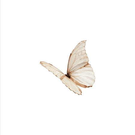 Neutral butterfly