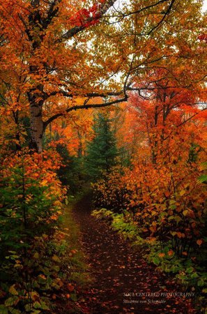 autumn aesthetic fall