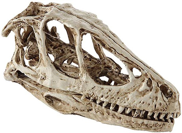 Resin Realistic Dinosaur Skull Fossil Model Pub Bar Decor Collectibles White: Amazon.ca: Home & Kitchen