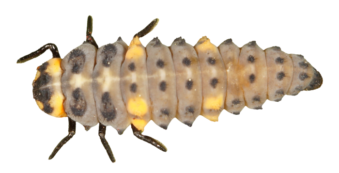 Coccinella septempunctata- Seven-spotted Lady Beetle larva