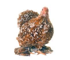 spotted chicken png - Google Search