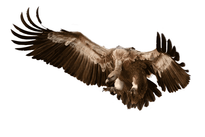 vulture no background - Google Search