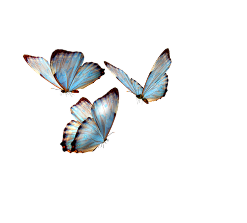 blue butterflies