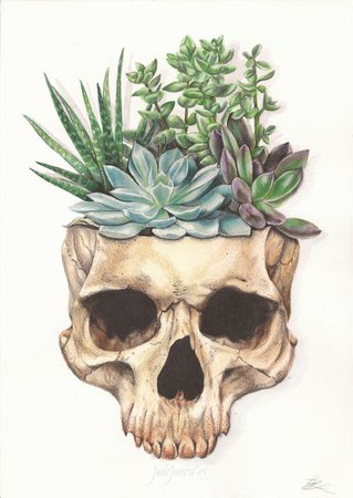 skull succulent