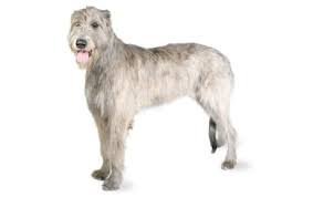 irish wolfhound - Google Search