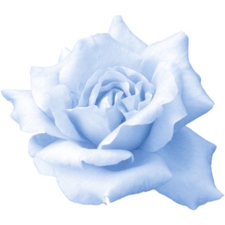 pale blue rose