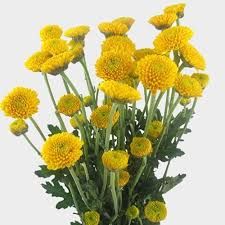 yellow flowers - Google Search