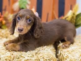 weenie puppy brown and tan short haired - Google Search