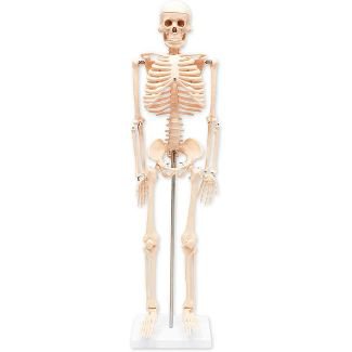 Juvale Educational Human Skeleton Model, Anatomy Model For Science Classrooms (33.5 In, White) : Target