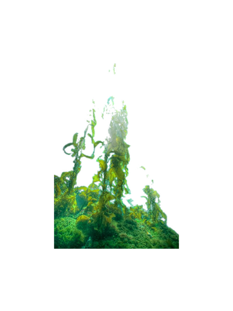 underwater seaweed plants backgrounds
