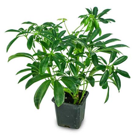 LIVE Umbrella Plant aka Schefflera Arboricolum Live Plant