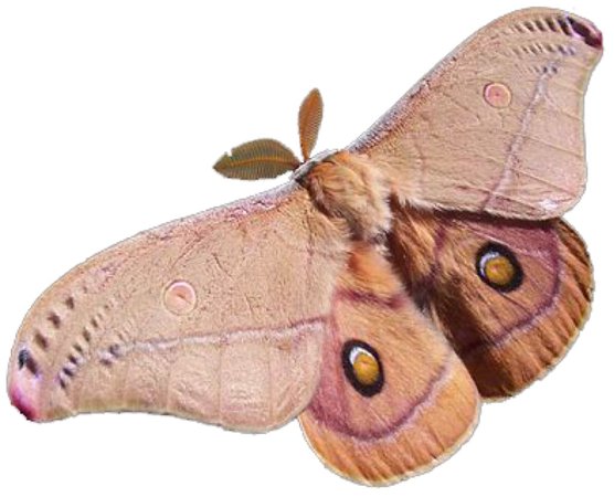 fluffy brown moth
