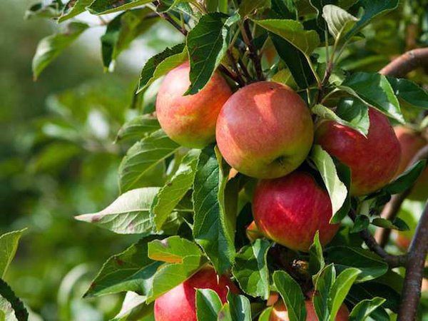 apple tree - Google Search