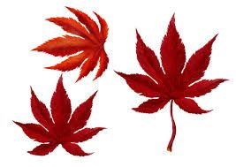 red leaves png - Google Search