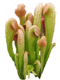 carnivorous plants png - Google Search