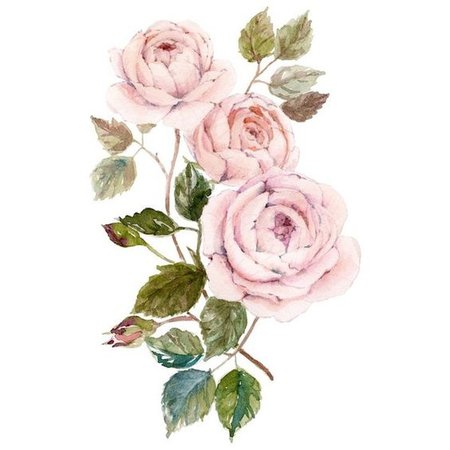 Dao Linh roses ($