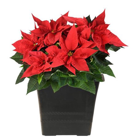 poinsettia in pots for fireplace decor - Google Search