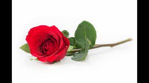 A Red, Red Rose - Google Search