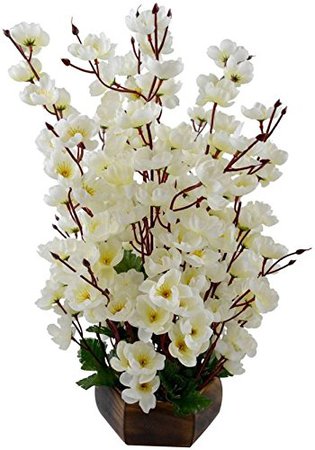 photos of orchids - Google Search